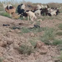گله بز