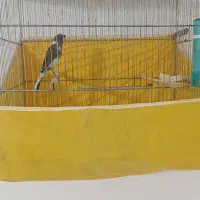 قناری نر مست