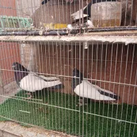 چند جفت کبوتر خوشگل سینه سیاه وسینه قهوای|پرنده|کرمان, |دیوار