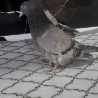 جوجه سبز  طوقی