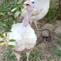 فروش ویژه بوقلمون گوشتی|حیوانات مزرعه|شاهرود, |دیوار