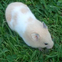 همستر ۲ عدد