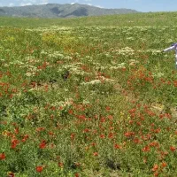 ویلای-یک-هکتاری