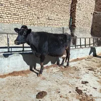 گاو ابستن|حیوانات مزرعه|گلپایگان, |دیوار