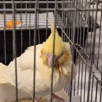 عروس هلندی نر