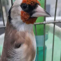 سهره سرسیاه نر دهن زن دوتا جوجه کرمونی|پرنده|شیراز, احمدآباد|دیوار