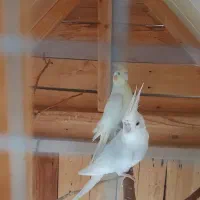 فروش عروس هلندی|پرنده|لامرد, |دیوار