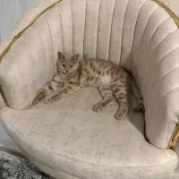 گربه رنگ خاص