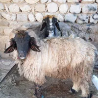 با عرض سلام یک عدد کوه نر و یک نرمیش چاق برای فروش