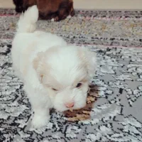 سرگرمی