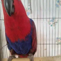 اکلکتوس ماده مولد ۳تخم|پرنده|تهران, تهرانپارس جنوبی|دیوار