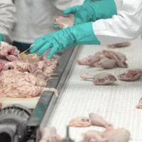 تامین و فروش عمده مرغ و قطعه‌بندی