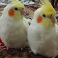 جفت عروس هلندی
