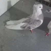 کبوتر نوک ریز|پرنده|مینودشت, |دیوار