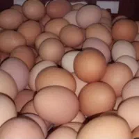 تخم مرغ ایام سمانی