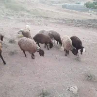 ۳۸تا بره در حد شیشک|حیوانات مزرعه|کوهدشت, |دیوار