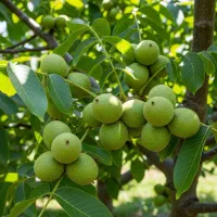 فروش نهال گردو پاکوتاه با کیفیت در اهواز