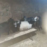 گوسفند وبز وبزغاله چاق برای قربانی در کرج وتهران