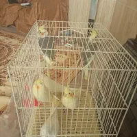 سهره|پرنده|نیشابور, ریوند|دیوار