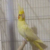 عروس هلندی زعفرانی ماده