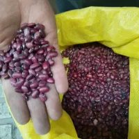 لوبیا قرمز