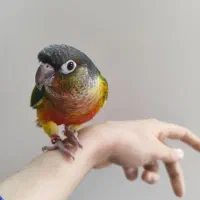 جوجه گرینچیک یلوساید ردفکتور تازه دونخور حلقه پا|پرنده|مبارکه, |دیوار