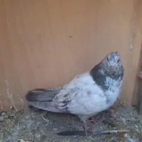 کبوتر|پرنده|رودهن, |دیوار