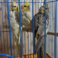 جوجه عروس هلندی|پرنده|اسلام‌شهر, شهرک محمدیه|دیوار