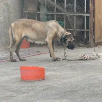 واگذاری ماده سرابی|سگ|بهارستان, |دیوار