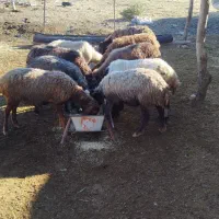 گوسفندو بره