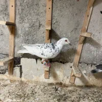 صید|پرنده|بجنورد, |دیوار