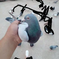 کبوتر