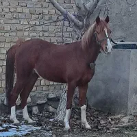 کره مادیون ۲ساله کرد