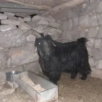 فروشی بعده تخمی|حیوانات مزرعه|ایذه, |دیوار