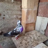 کفتر ماده پرشی