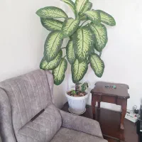 گل طبیعی و گلدان|گل و گیاه طبیعی|جوانرود, |دیوار