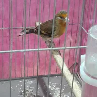 جوجه سهره قناری به شرط خوش رنگ|پرنده|بیستون, |دیوار