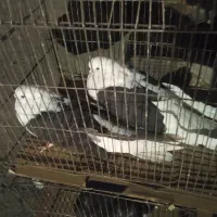 سیاه.پشدار|پرنده|جیرفت, |دیوار