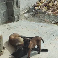 فروش توله مالینویز