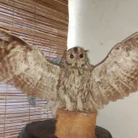 جغد خشک شده|مجسمه، تندیس، ماکت|گرگان, |دیوار