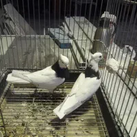 کبوتر پرشی شمرونی وطوقی|پرنده|ری, سیزده آبان|دیوار