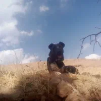 سگ گله|سگ|داران, |دیوار