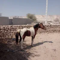 اسب ارام|اسب و تجهیزات اسبسواری|قشم, |دیوار