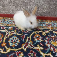 خرگوش