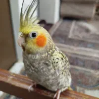 عروس هلندی ماده از نژاد ، گل باقالی