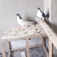 کفتر پرنده|پرنده|محمدیه-قزوین, |دیوار