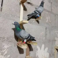 کبوتر|پرنده|مشهد, خلق آباد سفلی|دیوار