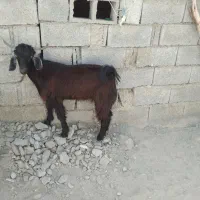 بزنرچاقبهفروشمیرسد|حیوانات مزرعه|نیک شهر, |دیوار