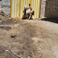 فروش یک راس بره نر جهت نسل کشی