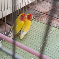یک جفت طوطی برزیلی